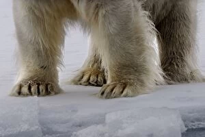 Images Dated 26th August 2003: Polar Bear - close-up of legs and feet. Spitzbergen. Svalbard