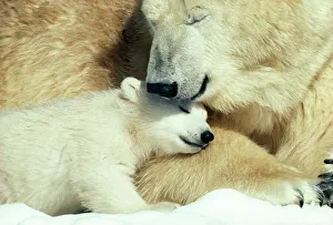 <b class=qtipBold><figcaption>Polar Bear & Cub</figcaption></b><br>JS-480 POLAR BEAR & cub Ursus maritimus John Swedberg Please note that prints are for personal display purposes only and may not be reproduced in any way.<br><em>© John Swedberg / ardea.com</em> Polar Bear & Cub