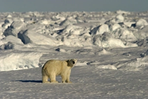 Polar Bear - in frozen habitat landscape Polar Bear - in frozen habitat landscape