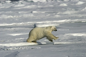 Polar Bear - jumping between ice floes Polar Bear - jumping between ice floes