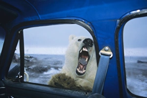 Polar Bear - looking through door window of pickup truck - kind of like " Polar Bear - looking through door window of pickup truck - kind of like "