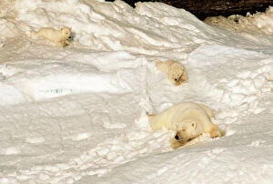 Polar BEAR - mother with cubs sliding from winter den