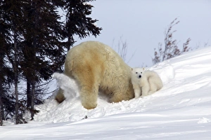 Polar Bear - mother and young. Female digging in snow Polar Bear - mother and young. Female digging in snow