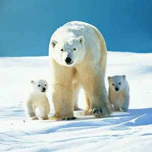 Polar Bear - Parent with cubs Polar Bear - Parent with cubs