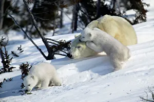 Polar Bear - sleeping female with young. Cubs play and sniff vegetation Polar Bear - sleeping female with young. Cubs play and sniff vegetation