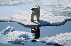 Polar BEAR - standing at edge of ice flow / sea ice Polar BEAR - standing at edge of ice flow / sea ice