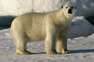 Polar Bear standing - side view, with wet fur coat Polar Bear standing - side view, with wet fur coat