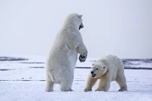 Images Dated 20th September 2013: Polar Bear subadults playing in the snow Autumn