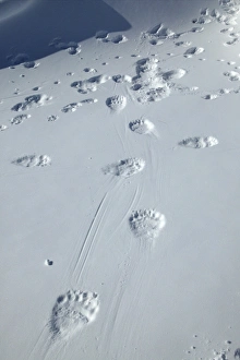 Polar Bear - tracks / footprints in snow Polar Bear - tracks / footprints in snow