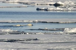 Polar Bears - adult and young swimming between ice floes Polar Bears - adult and young swimming between ice floes