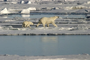 Polar Bears - young following adult across ice floes Polar Bears - young following adult across ice floes
