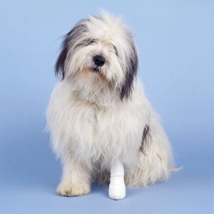Polish Lowland Sheepdog - with bandaged leg Polish Lowland Sheepdog - with bandaged leg