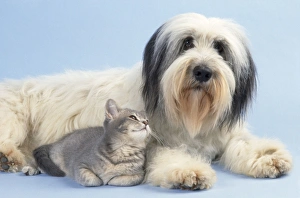 Polish Lowland Sheepdog & Cat - kitten Polish Lowland Sheepdog & Cat - kitten
