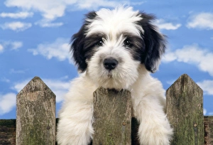 Polish Lowland Sheepdog - puppy Polish Lowland Sheepdog - puppy