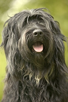 Polish Lowland Sheepdog - Sitting down with mouth open Polish Lowland Sheepdog - Sitting down with mouth open