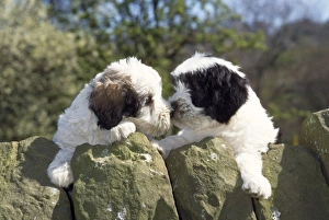 Polish Lowland Sheepdog - x2 puppies leaning over wall Polish Lowland Sheepdog - x2 puppies leaning over wall