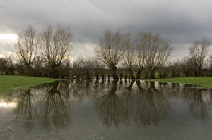 Pollard willow - Reflections in the flooded forelands of the river IJssel Pollard willow - Reflections in the flooded forelands of the river IJssel