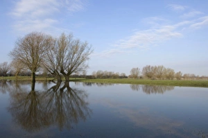 Pollard willows - reflections in the flooded foreland of the river IJssel in winter Pollard willows - reflections in the flooded foreland of the river IJssel in winter