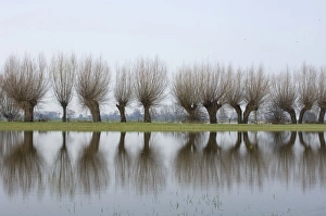 Pollard willows - refllections in the flooded foreland of the river IJssel Pollard willows - refllections in the flooded foreland of the river IJssel