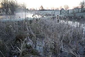 Latifolia Gallery: Pond full of reedmace / bulrush on a frosty morning