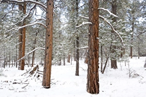 Ponderosa pine forest - in snow Ponderosa pine forest - in snow