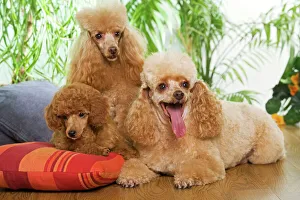 Poodle - three - apricot colour Poodle - three - apricot colour