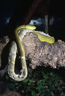 Stock photo of West African tree viper (Atheris chlorechis) portrait, Togo.  Controlled. Available for sale on