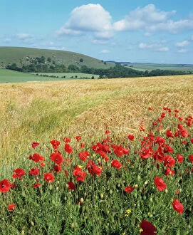 Images Dated 22nd August 2006: Poppies - & corn field South Downs, Sussex, UK