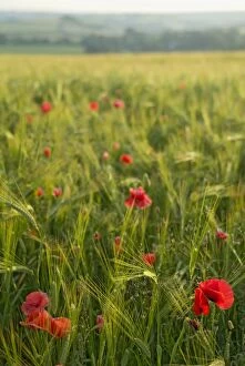 Images Dated 14th June 2003: Poppies in green barley