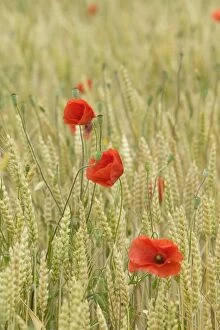 Images Dated 19th June 2004: Poppies - in wheat field
