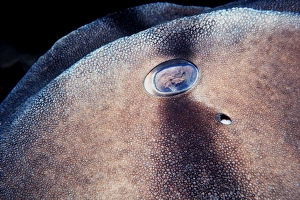 Port Jackson / Horned Shark - Close up of eye and skin of shark Port Jackson / Horned Shark - Close up of eye and skin of shark