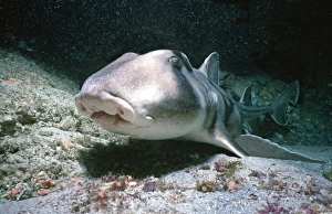 Port Jackson / Horned Shark - Close up showing small teeth Port Jackson / Horned Shark - Close up showing small teeth