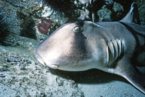 Port Jackson / Horned Shark - A shell eater, considered harmless to humans Port Jackson / Horned Shark - A shell eater, considered harmless to humans