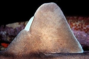 Port Jackson / Horned Shark - Showing tusk or horn on dorsal fin Port Jackson / Horned Shark - Showing tusk or horn on dorsal fin