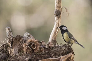 Portrait of Great tit (Parus major) searching food in the underbrush, Liguria, Italy Date: 02-Apr-20