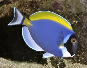 Images Dated 14th August 2011: Powder Blue Surgeonfish (Powder Blue Tang) - tropical reefs