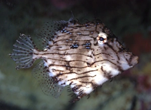 Prickly Leatherjacket, western Pacific coasts Prickly Leatherjacket, western Pacific coasts