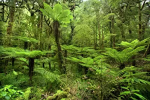 Images Dated 21st February 2008: pristine rainforest - with many tree ferns and lush moss - and lichen-covered native trees along path to Moria Gate Arch