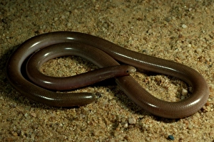 Prong-snouted blind snake Prong-snouted blind snake