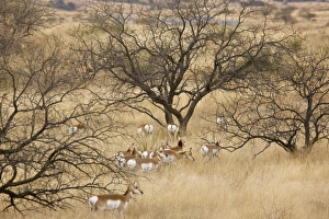 Pronghorn Herd / Antelope / Prong Buck - in the form known as Sonoran Pronghorn ssp Pronghorn Herd / Antelope / Prong Buck - in the form known as Sonoran Pronghorn ssp