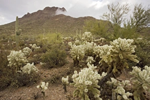 Protected fragment of the Sonoran desert in the Tucson Mountain Park, near Tucson, Arizona, USA Protected fragment of the Sonoran desert in the Tucson Mountain Park, near Tucson, Arizona, USA