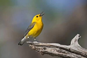 Images Dated 21st May 2012: Prothonotary Warbler (Prothonoteria citrea)