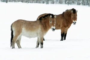 Mare Gallery: Przewalski Horse - stallion and mare in snow