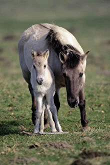 Przewalskis /Takhi/ Mongolian wild horse - mare with foal