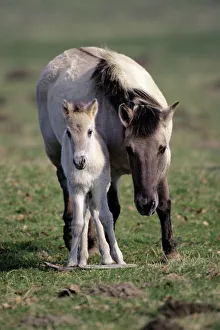 Przewalskis /Takhi/ Mongolian wild horse - mare with foal Przewalskis /Takhi/ Mongolian wild horse - mare with foal