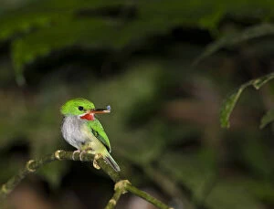 Puerto Rican Tody (Todus mexicanus, with)