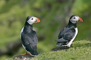 Puffin - two individuals sitting on cliff edge with both heads turned to the right Puffin - two individuals sitting on cliff edge with both heads turned to the right