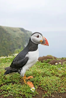 Puffins Gallery: Puffin - near nest burrow