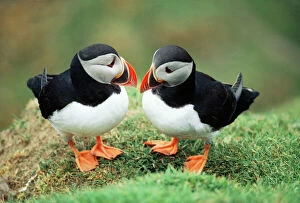 Love Collection: Puffin Pair