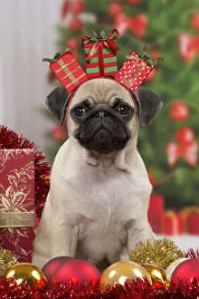 Pug Dog, puppy 3 months old in Christmas scene Date